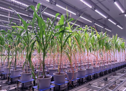 中国、作物育種にAI・画像解析を活用　「植物CT」で研究加速